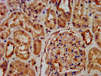 RNF7 Antibody, Biotin conjugated – Figure 1 of 2