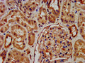 RNF7 Antibody, FITC conjugated – Figure 1 of 2