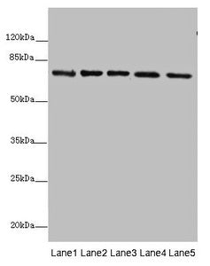 SDHA Antibody, Biotin conjugated – Figure 1 of 2
