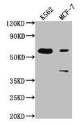 Western BlotPositive WB detected in: K562 whole cell lysate, MCF-7 whole cell lysateAll lanes: PTBP3 antibody at 1:2000SecondaryGoat polyclonal to rabbit IgG at 1/50000 dilutionPredicted band size: 60, 57, 61, 50 kDaObserved band size: 60 kDa