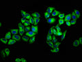 Immunofluorescence staining of Hela cells with CSB-PA020072LA01HU at 1:133, counter-stained with DAPI. The cells were fixed in 4% formaldehyde, permeabilized using 0.2% Triton X-100 and blocked in 10% normal Goat Serum. The cells were then incubated with the antibody overnight at 4°C. The secondary antibody was Alexa Fluor 488-congugated AffiniPure Goat Anti-Rabbit IgG(H+L).