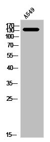 Western Blot analysis of A549 cells using NOS3 Polyclonal Antibody