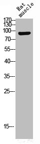 Western Blot analysis of RAT-MUSCLE cells using Phospho-Trk B (Y516) Polyclonal Antibody