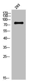 Western Blot analysis of 293 cells using Phospho-Trk B (Y706) Polyclonal Antibody