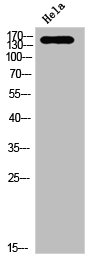 Western Blot analysis of HELA cells using Phospho-Trk C (Y516) Polyclonal Antibody