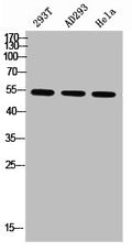 Western blot analysis of 293T AD293 Hela using p-Parkin (S131) antibody.