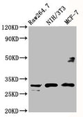 Western Blot
Positive WB detected in: RAW264.7 whole cell lysate, NIH/3T3 whole cell lysate, MCF-7 whole cell lysate
All lanes: RPL7A antibody at 5µg/ml
Secondary
Goat polyclonal to rabbit IgG at 1/50000 dilution
Predicted band size: 30 kDa
Observed band size: 30 kDa