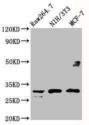 Western Blot
Positive WB detected in: RAW264.7 whole cell lysate, NIH/3T3 whole cell lysate, MCF-7 whole cell lysate
All lanes: RPL7A antibody at 5µg/ml
Secondary
Goat polyclonal to rabbit IgG at 1/50000 dilution
Predicted band size: 30 kDa
Observed band size: 30 kDa
