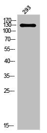 Phospho-PDGFRA (Y849) Antibody – Figure 1 of 1