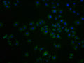 Immunofluorescence staining of A549 cells with CSB-PA020850LA01HU at 1:100, counter-stained with DAPI. The cells were fixed in 4% formaldehyde and blocked in 10% normal Goat Serum. The cells were then incubated with the antibody overnight at 4°C. The secondary antibody was Alexa Fluor 488-congugated AffiniPure Goat Anti-Rabbit IgG(H+L).