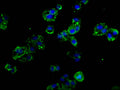 Immunofluorescence staining of HepG2 cells with CSB-PA020978LA01HU at 1:100, counter-stained with DAPI. The cells were fixed in 4% formaldehyde, permeabilized using 0.2% Triton X-100 and blocked in 10% normal Goat Serum. The cells were then incubated with the antibody overnight at 4&deg;C. The secondary antibody was Alexa Fluor 488-congugated AffiniPure Goat Anti-Rabbit IgG(H+L).
