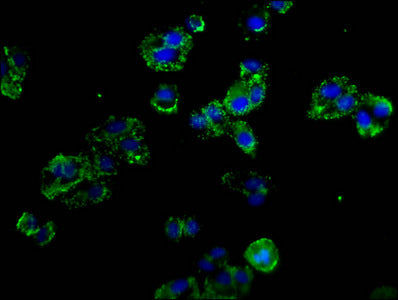 Immunofluorescence staining of HepG2 cells with CSB-PA020978LA01HU at 1:100, counter-stained with DAPI. The cells were fixed in 4% formaldehyde, permeabilized using 0.2% Triton X-100 and blocked in 10% normal Goat Serum. The cells were then incubated with the antibody overnight at 4&deg;C. The secondary antibody was Alexa Fluor 488-congugated AffiniPure Goat Anti-Rabbit IgG(H+L).