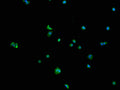 Immunofluorescence staining of MCF-7 cells with CSB-PA020992LA01HU at 1:100, counter-stained with DAPI. The cells were blocked in 10% normal Goat Serum and incubated with the antibody overnight at 4°C. The secondary antibody was Alexa Fluor 488-congugated AffiniPure Goat Anti-Rabbit IgG(H+L).