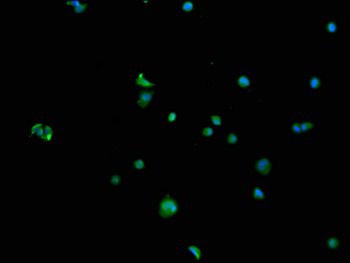 Immunofluorescence staining of MCF-7 cells with CSB-PA020992LA01HU at 1:100, counter-stained with DAPI. The cells were blocked in 10% normal Goat Serum and incubated with the antibody overnight at 4°C. The secondary antibody was Alexa Fluor 488-congugated AffiniPure Goat Anti-Rabbit IgG(H+L).