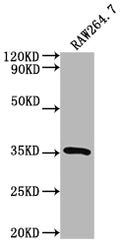 Western Blot
Positive WB detected in: RAW264.7 whole cell lysate
All lanes: Sftpa1 antibody at 1:2000
Secondary
Goat polyclonal to rabbit IgG at 1/50000 dilution
Predicted band size: 27 kDa
Observed band size: 35 kDa