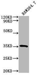 Western Blot
Positive WB detected in: RAW264.7 whole cell lysate
All lanes: Sftpa1 antibody at 1:2000
Secondary
Goat polyclonal to rabbit IgG at 1/50000 dilution
Predicted band size: 27 kDa
Observed band size: 35 kDa