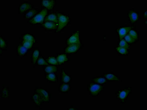 Immunofluorescence staining of Hela cells with CSB-PA021325LA01HU at 1:50, counter-stained with DAPI. The cells were fixed in 4% formaldehyde and blocked in 10% normal Goat Serum. The cells were then incubated with the antibody overnight at 4°C. The secondary antibody was Alexa Fluor 488-congugated AffiniPure Goat Anti-Rabbit IgG(H+L).