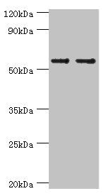 Western blot
All lanes: SLC2A1 antibody at 6µg/ml
Lane 1: NIH/3T3 whole cell lysate
Lane 2: Hela whole cell lysate
Secondary
Goat polyclonal to rabbit IgG&nbsp;at 1/10000 dilution
Predicted band size: 54 kDa
Observed band size: 54 kDa