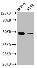 SMAD3 Antibody, FITC conjugated – Figure 1 of 1