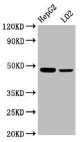 Western Blot
Positive WB detected in: HepG2 whole cell lysate, LO2 whole cell lysate
All lanes: SMAD7 antibody at 2.3µg/ml
Secondary
Goat polyclonal to rabbit IgG at 1/50000 dilution
Predicted band size: 47, 24 kDa
Observed band size: 47 kDa