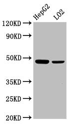Western Blot
Positive WB detected in: HepG2 whole cell lysate, LO2 whole cell lysate
All lanes: SMAD7 antibody at 2.3µg/ml
Secondary
Goat polyclonal to rabbit IgG at 1/50000 dilution
Predicted band size: 47, 24 kDa
Observed band size: 47 kDa