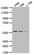 Western Blot
Positive WB detected in Recombinant protein
All lanes: MUD1 antibody at 1:2000
Secondary
Goat polyclonal to rabbit IgG at 1/50000 dilution
Predicted band size: 49.7 kDa
Observed band size: 60 kDa