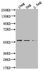 Western Blot
Positive WB detected in Recombinant protein
All lanes: MUD1 antibody at 1:2000
Secondary
Goat polyclonal to rabbit IgG at 1/50000 dilution
Predicted band size: 49.7 kDa
Observed band size: 60 kDa