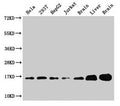 Sod1 Antibody, FITC conjugated – Figure 1 of 3