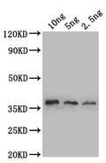 Western Blot
Positive WB detected in: recombinant protein
All lanes: sod1 Antibody at 1:1000
Secondary
Goat polyclonal to rabbit IgG at 1/50000 dilution
Predicted band size: 38 kDa
Observed band size: 38 kDa