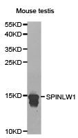 Western blot analysis of extracts of mouse testis cell lines, using SPINLW1 antibody.