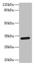 Spp1 Antibody, Biotin conjugated – Figure 1 of 1