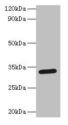 Spp1 Antibody, FITC conjugated – Figure 1 of 1