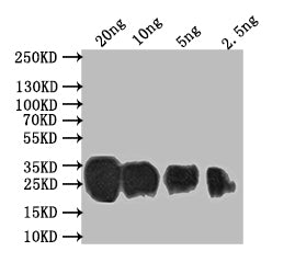 Western Blot
Positive WB detected in: recombinant protein
All lanes: Sprr2b Antibody at 1:1000
Secondary
Goat polyclonal to rabbit IgG at 1/50000 dilution
Predicted band size: 18.8 kDa
Observed band size: 28 kDa