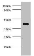 Western blot
All lanes: Somatostatin receptor type 4 antibody at 8ug/ml + HepG2 whole cell lysate
Secondary
Goat polyclonal to rabbit IgG at 1/10000 dilution
Predicted band size: 42 kDa
Observed band size: 42 kDa