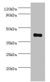 Western blot
All lanes: Somatostatin receptor type 4 antibody at 8ug/ml + HepG2 whole cell lysate
Secondary
Goat polyclonal to rabbit IgG at 1/10000 dilution
Predicted band size: 42 kDa
Observed band size: 42 kDa