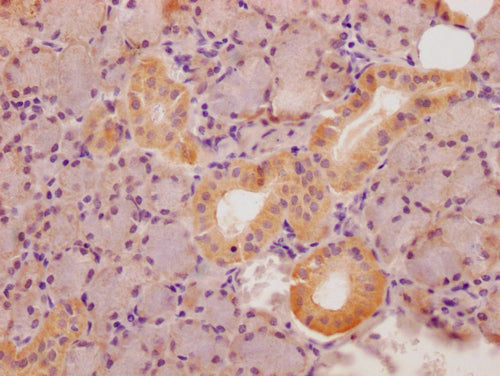 IHC image of CSB-PA022817LA01HU diluted at 1:100 and staining in paraffin-embedded human salivary gland tissue performed on a Leica BondTM system. After dewaxing and hydration, antigen retrieval was mediated by high pressure in a citrate buffer (pH 6.0). Section was blocked with 10% normal goat serum 30min at RT. Then primary antibody (1% BSA) was incubated at 4°C overnight. The primary is detected by a Goat anti-rabbit polymer IgG labeled by HRP and visualized using 0.05% DAB.