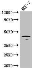 Western Blot
Positive WB detected in: MCF-7 whole cell lysate
All lanes: Tgfb1 antibody at 3ug/ml
Secondary
Goat polyclonal to rabbit IgG at 1/50000 dilution
Predicted band size: 45 kDa
Observed band size: 45 kDa