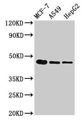 tgfb1 Antibody, Biotin conjugated – Figure 1 of 1
