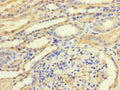TGFB3 Antibody, HRP conjugated – Figure 1 of 2