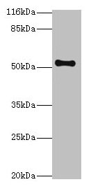 THRB Antibody, Biotin conjugated – Figure 1 of 3
