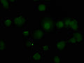 Immunofluorescence staining of MCF-7 cells with CSB-PA023529HA01HU at 1:50, counter-stained with DAPI. The cells were fixed in 4% formaldehyde, permeabilized using 0.2% Triton X-100 and blocked in 10% normal Goat Serum. The cells were then incubated with the antibody overnight at 4°C. The secondary antibody was Alexa Fluor 488-congugated AffiniPure Goat Anti-Rabbit IgG(H+L).