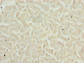 Immunohistochemistry of paraffin-embedded human heart tissue using CSB-PA023560YA01HU at dilution of 1:100