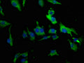 Immunofluorescence staining of U251 cells with CSB-PA023573HA01HU at 1:50, counter-stained with DAPI. The cells were fixed in 4% formaldehyde, permeabilized using 0.2% Triton X-100 and blocked in 10% normal Goat Serum. The cells were then incubated with the antibody overnight at 4°C. The secondary antibody was Alexa Fluor 488-congugated AffiniPure Goat Anti-Rabbit IgG(H+L).