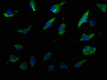 Immunofluorescence staining of U251 cells with CSB-PA023573OA01HU at 1:50, counter-stained with DAPI. The cells were fixed in 4% formaldehyde, permeabilized using 0.2% Triton X-100 and blocked in 10% normal Goat Serum. The cells were then incubated with the antibody overnight at 4°C. The secondary antibody was Alexa Fluor 488-congugated AffiniPure Goat Anti-Rabbit IgG(H+L).