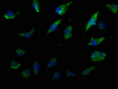 Immunofluorescence staining of U251 cells with CSB-PA023573OA01HU at 1:50, counter-stained with DAPI. The cells were fixed in 4% formaldehyde, permeabilized using 0.2% Triton X-100 and blocked in 10% normal Goat Serum. The cells were then incubated with the antibody overnight at 4°C. The secondary antibody was Alexa Fluor 488-congugated AffiniPure Goat Anti-Rabbit IgG(H+L).