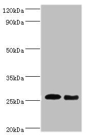 TNF Antibody, Biotin conjugated – Figure 1 of 1