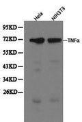 Western blot analysis of extracts of Hela and NIH3T3 cells, using TNFα antibody.