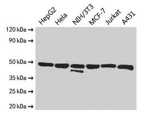 Western Blot
Positive WB detected in: HepG2 whole cell lysate, Hela whole cell lysate, NIH/3T3 whole cell lysate, MCF-7 whole cell lysate, Jurkat whole cell lysate, A431 whole cell lysate
All lanes: ENO1 antibody at 2.5µg/ml
Secondary
Goat polyclonal to rabbit IgG at 1/10000 dilution
Predicted band size: 48, 37 kDa
Observed band size: 48 kDa