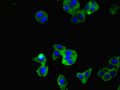 Tnfsf11 Antibody, HRP conjugated – Figure 1 of 1