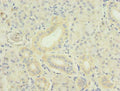 Immunohistochemistry of paraffin-embedded human pancreatic tissue using CSB-PA023987LA01HU at dilution of 1:100